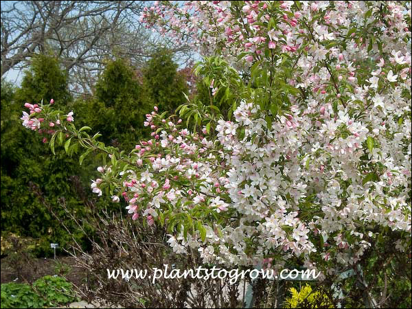 Sugar Tyme Ornamental Crabapple 
pink buds with pale pink to white flowers